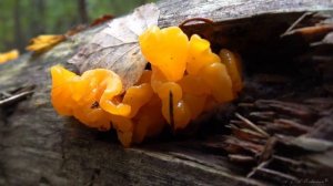 ДРОЖАЛКА ОРАНЖЕВАЯ. Пробуем на вкус