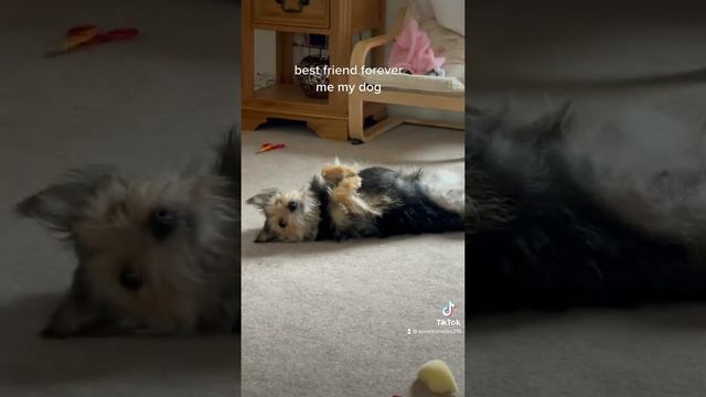 best friend forever me and my dog смотреть онлайн