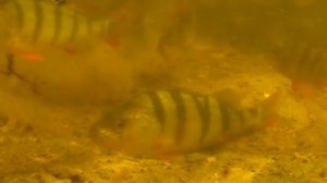 Практическая экология 4кл Занятие 24 Конкуренция животных в природе
 ЩУКА И ОКУНЬ  О чём молчат рыбы