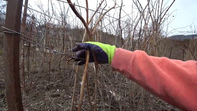 Обрезка малины весной 2020 смотреть онлайн