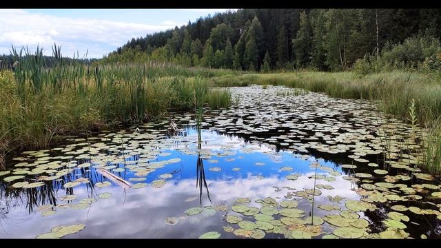 Мирра Лохвицкая Белая нимфа #стихиолете #поэтысеребряноговека смотреть онлайн