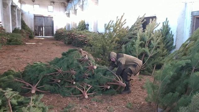 Сосна новогодняя в Таганроге. Розница. смотреть онлайн