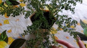 Пилея мелколистная ? мой уход, размножение, в какой грунт посадить ..?!?