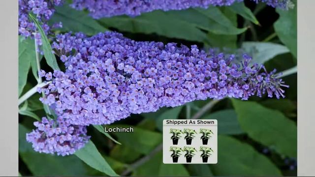 Roberta's 6-pc. More Flower Power Butterfly Bushes with Carolyn Gracie смотреть онлайн