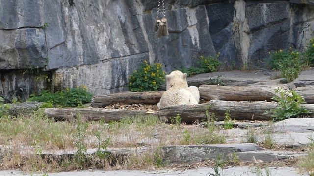 Eisbärchen Hertha 19.6.2019 Tierpark Berlin Video von Erika Daum смотреть онлайн