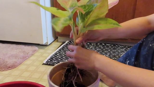 Chinese Evergreen смотреть онлайн