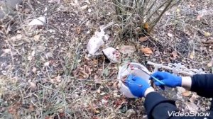 ШИПОВНИК. Правила обрезки и сушки.