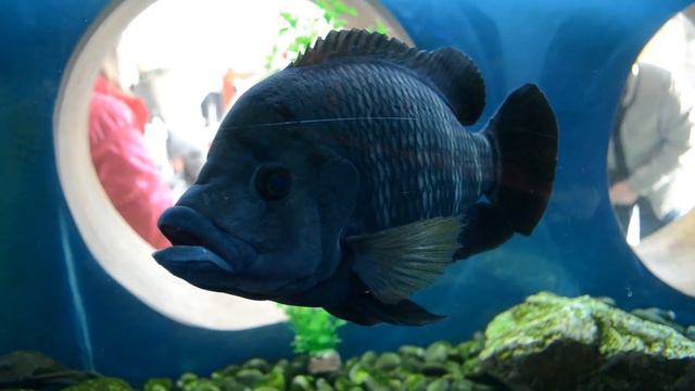 Tilapia Buettikoferi Тиляпия Буттикофера