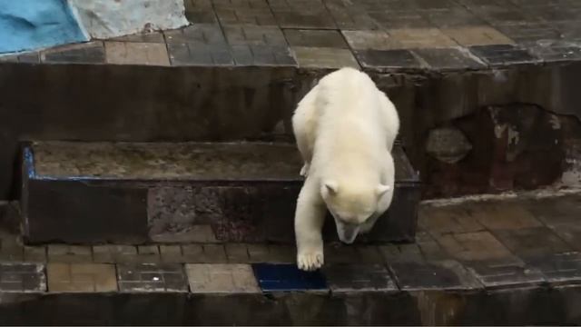 Медвежата вернулись с дачи и устроили игры на снежной горке. смотреть онлайн