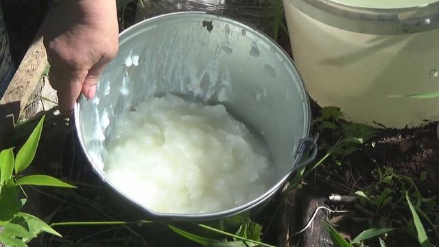 Хотите собрать большой урожай ягод - подкормите в июне смородину крахмалом смотреть онлайн