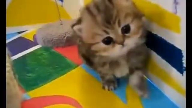 2 часть милые животные смотреть онлайн