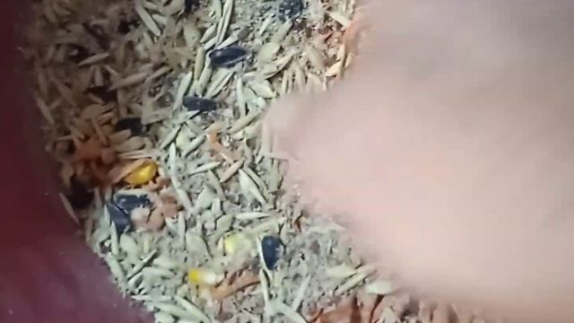 Зерносмесь для коз смотреть онлайн