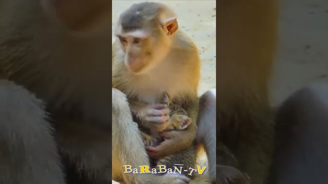 ? The Coolest Kittens In The World! ? Funny Video With Cats And Kittens! ?