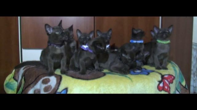 Десять негритят смотреть онлайн