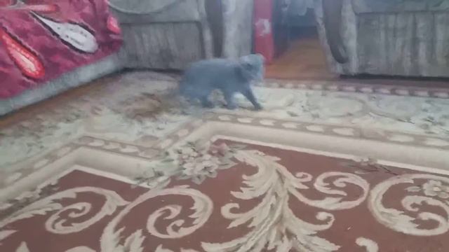 Взяли британского кота в дом , смотрите что было дальше.... смотреть онлайн
