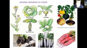 ЕГЭ по биологии. Занятие 10. Характеристика отдела Покрытосеменные, или Цветковые растения