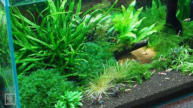 Ломариопсис линеата Lomariopsis lineata мох или папортник смотреть онлайн