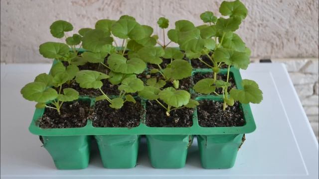 Пеларгония из семян в домашних условиях. Первые всходы пеларгонии смотреть онлайн