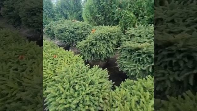 Нидиформис. смотреть онлайн