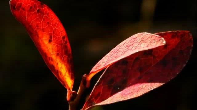 Autumn Leaves (EWI USB + Mr.Sax T) смотреть онлайн