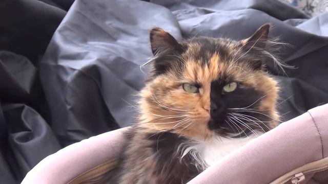 Симметричная кошка. Необычный окрас у кошки. смотреть онлайн