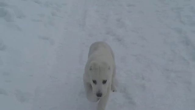 Продаются САО-ДЕТКИ! Т. +380672031733 смотреть онлайн