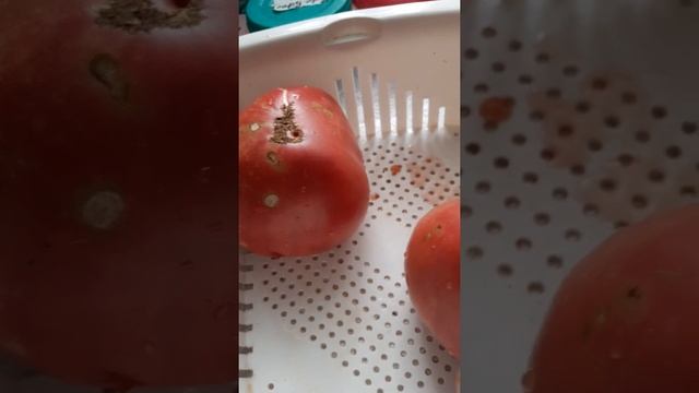 Томат бабушкина радость смотреть онлайн