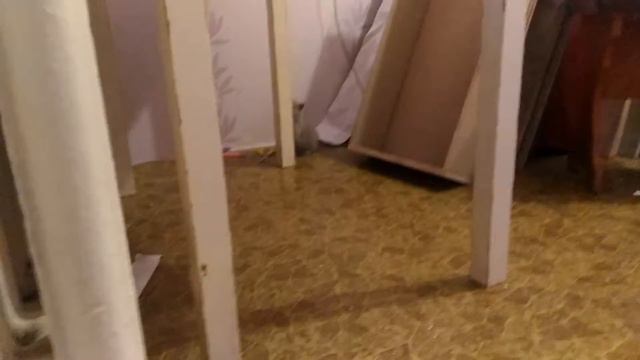 Ксюша с котятами сладкие малыши кошка и котята смотреть онлайн