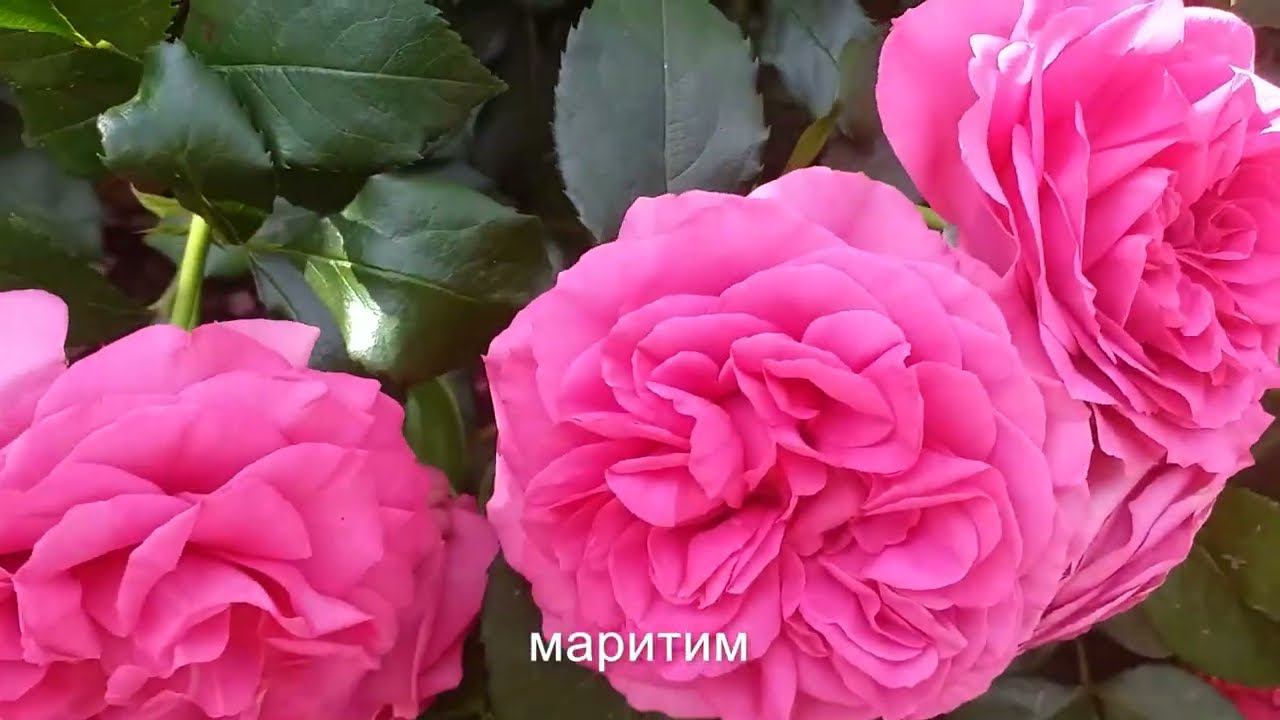 РОЗЫ и... Сорта подписаны. Прогулка по саду смотреть онлайн