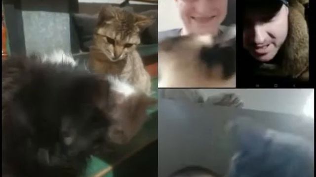Котики много котиков смотреть онлайн
