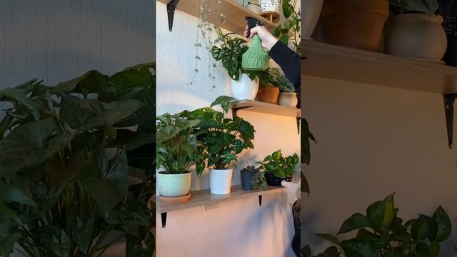 Мои комнатные растения ? ? #комнатныерастения #plants #растениявинтерьере смотреть онлайн