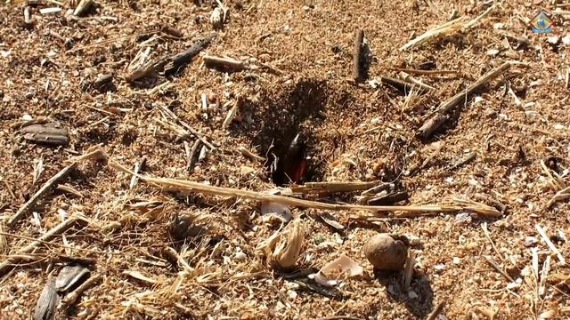 Sphex funerarius Оса - Сфекс желтоватый смотреть онлайн