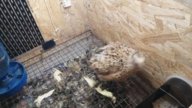 ЦЫПЛЯТА Китайской Шелковой в декабре смотреть онлайн