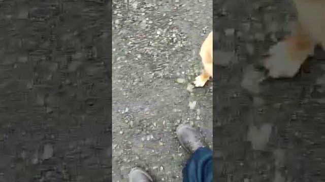 Знакомьтесь! Это Квинто смотреть онлайн