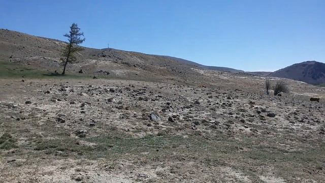 Чем питаются животные на Алтае. смотреть онлайн