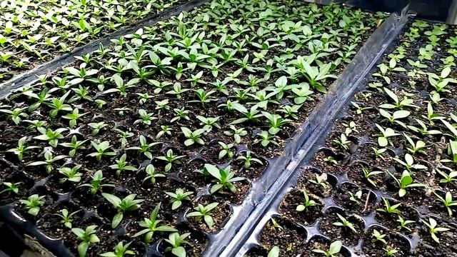 Чем удобрять рассаду эустомы смотреть онлайн