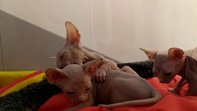 2 мая 2020 г. смотреть онлайн