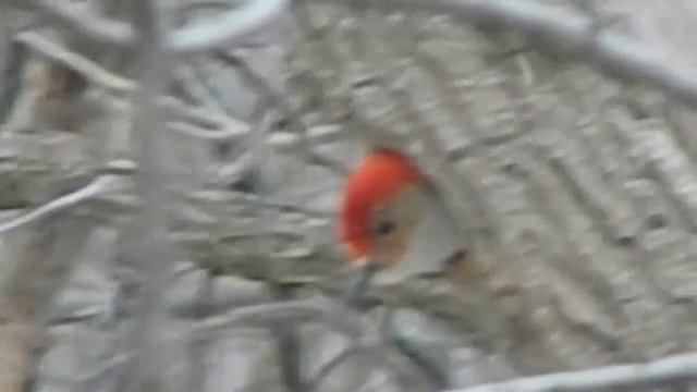 How To Survive An Approaching Storm Music Added Doubts Like Angry Birds Edited Video смотреть онлайн