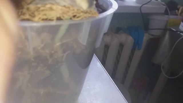 Орхидея Клеопатра.🍀 смотреть онлайн