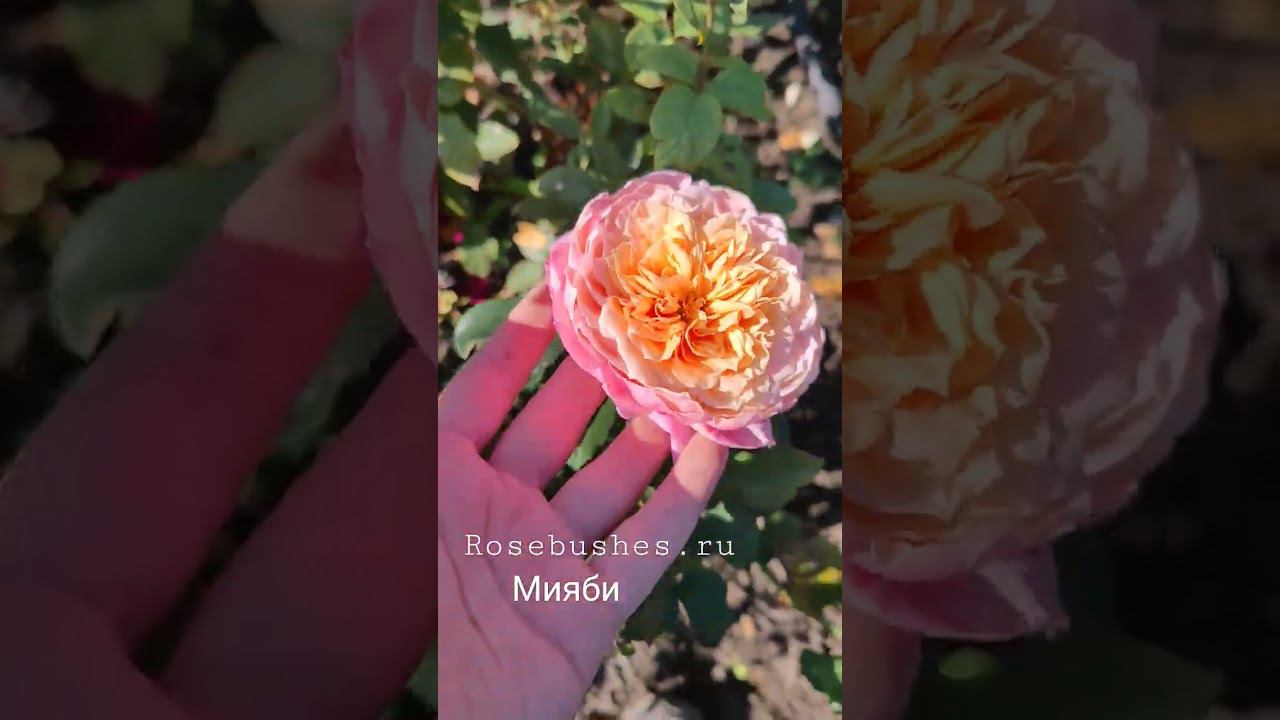 саженцы роз питомника растений rosebushes.ru. Распеберри Элеганс и Мияби смотреть онлайн