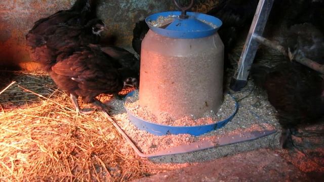 02.03.2023. Россия. Краснодарский край. Цыплята. Гибрид маранов с орпингтонами. Возраст: 1 месяц смотреть онлайн