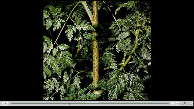 Болиголов Лечебные свойства смотреть онлайн