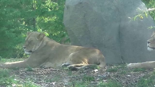 Les lions du zoo de vincennes ( 1 ) смотреть онлайн