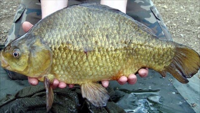 Что любит карась ранней весной? Места обитания и способы ловли.