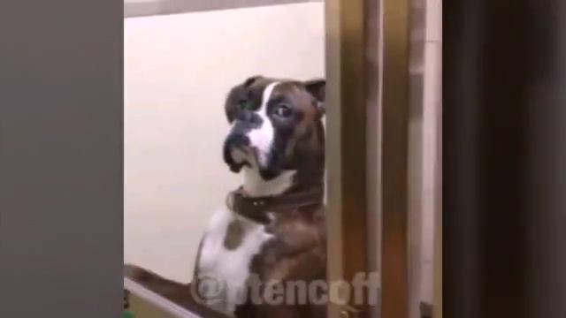 Умные домашние животные!!!!! смотреть онлайн