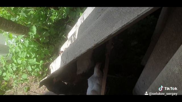 Переселение кур на лето. смотреть онлайн