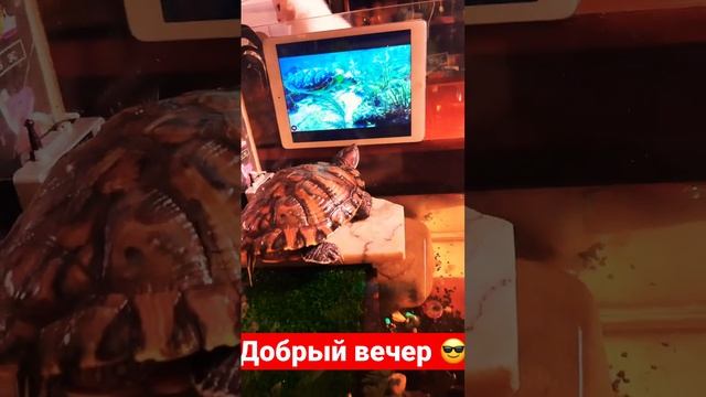 Лео изучает подводный мир #черепахи #животные #shorts смотреть онлайн