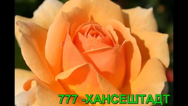 Флорибунда розы. РОЗЫ ОТ ТАТЬЯНЫ. смотреть онлайн