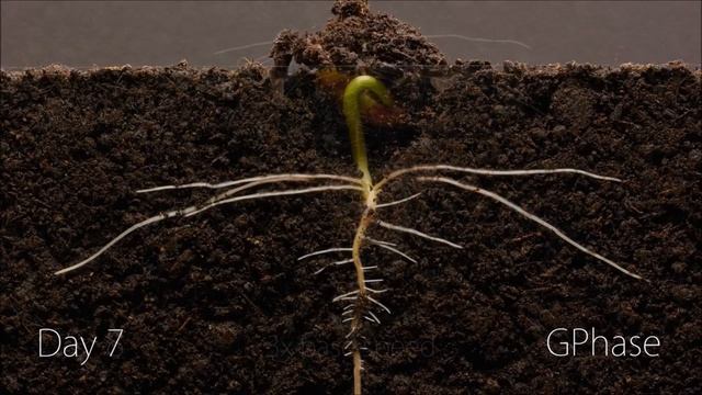 Украшения своими руками из природных материалов