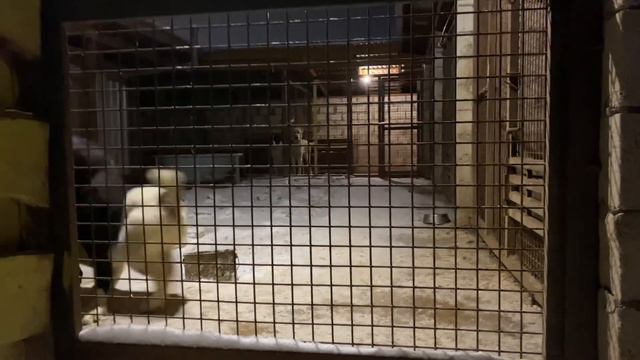 Яша с Марусей. БУЛЬДОЗЕРА линия. САО/алабай. РКФ. +79157787787 смотреть онлайн